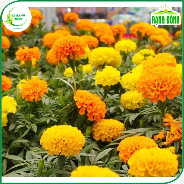 Hạt Giống Hoa Vạn Thọ Cao Nhiều Màu, Thích Hợp Trồng Tết, Thân Cao (0,1 gram) - Hạt giống Rạng Đông