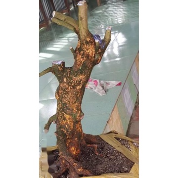 Keo Vua Tạo Xù Nu chuyên dùng để tạo Xù Cho Cây Mai Vàng