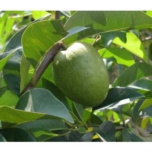 TRÁI BÌNH BÁT XANH NON TƯƠI RÓI 2KG ohkhon