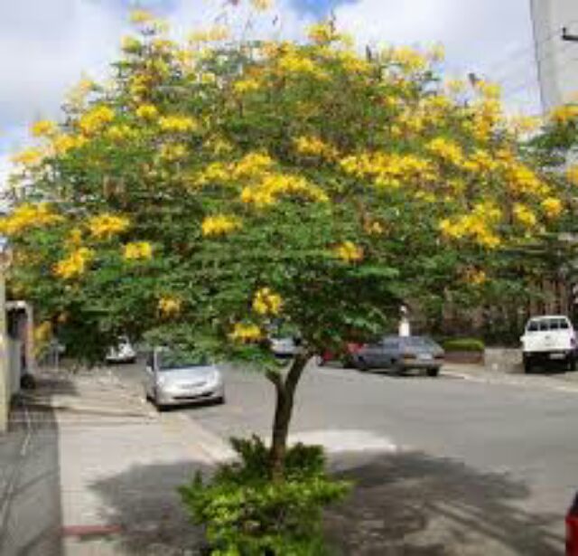 bầu Cây lim xẹt cao từ 70cm