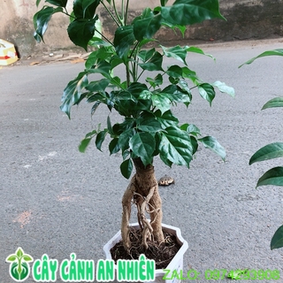 Cây Hạnh Phúc Bonsai