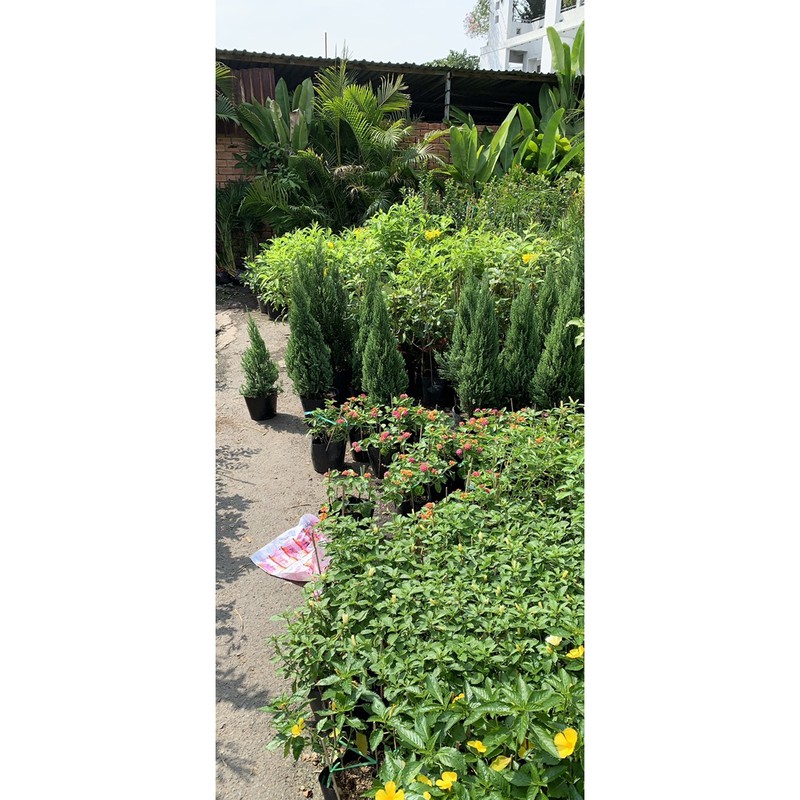 Cây Sơn tùng  cao từ 50 đến 70