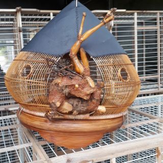 Lồng nuôi chim cu gáy - hàng đẹp