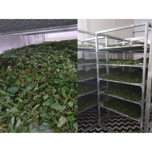1Kg Giảo cổ lam hoà bình( chuẩn 100% nguyên chất)