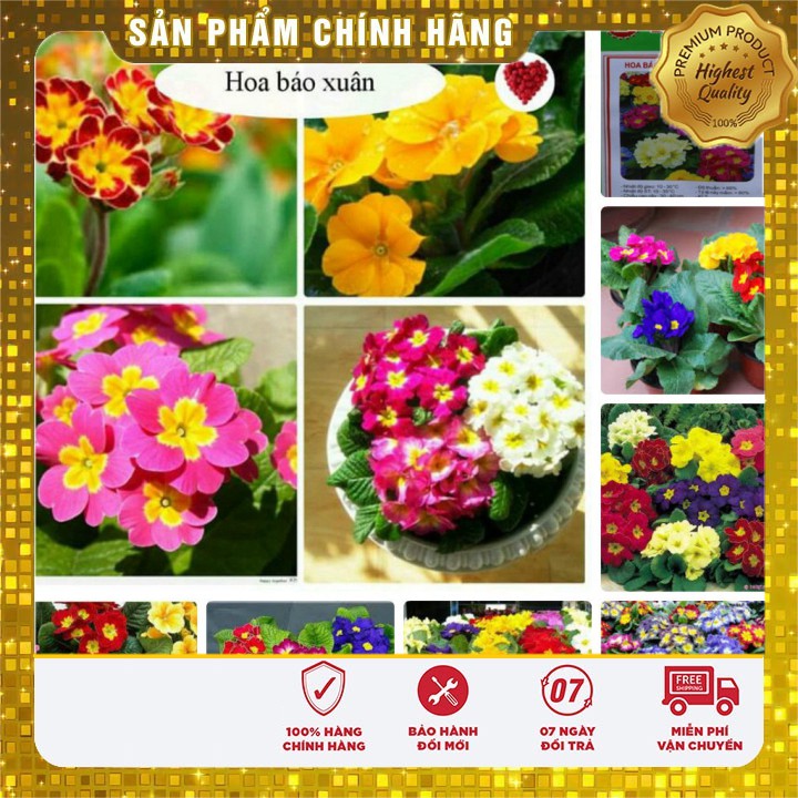 Hạt Giống Hoa Báo Xuân -50 hạt