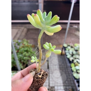 SEN ĐÁ THẠCH MỸ NGỌC ( size 2-4cm)
