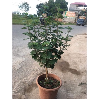 Cúc cổ sơn la hoa đẹp bền cây