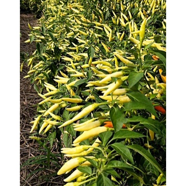 Hạt Giống Ớt Chỉ Thiên Vàng  - Dễ Trồng, Cay Thơm Nồng Nàn - MUA 3 TẶNG 1 CÙNG LOẠI