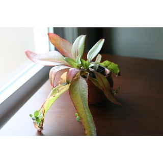 Cây giống Kalanchoe Mortagei 1-2 cây con nhân giống
