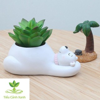 Chậu cây gấu trắng khoe bụng - Chậu trồng cây