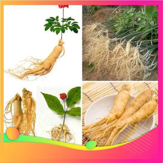 Hạt Giống Nhân Sâm Hàn Quốc - 4 Hạt  VIETGAR