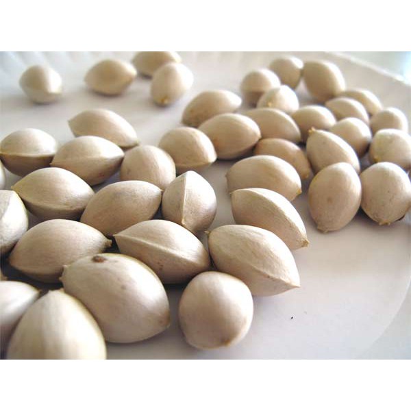 HẠT GIỐNG NGÂN HẠNH  - 3 HẠT/ GÓI