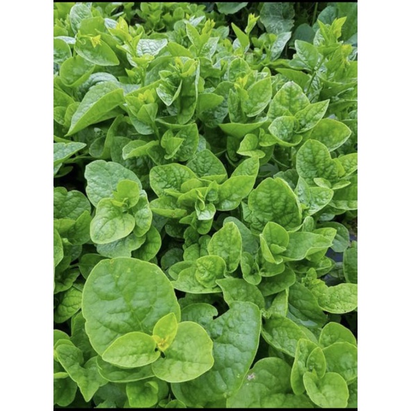 Hạt giống mồng tơi lá lớn Trang Nông gói 50gr