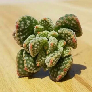Cây sen đá lá thỏ (size mini)