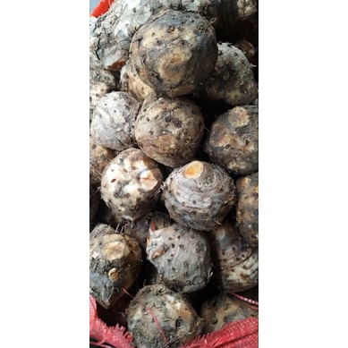 1kg Nghệ độc thân