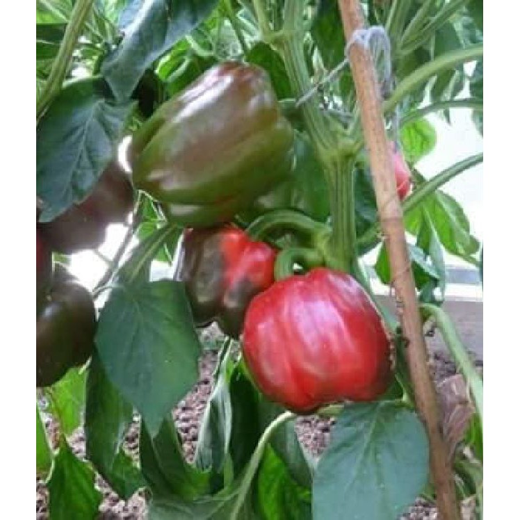 Hạt giống ớt chuông Đà Lạt  - 10Hạt/gói