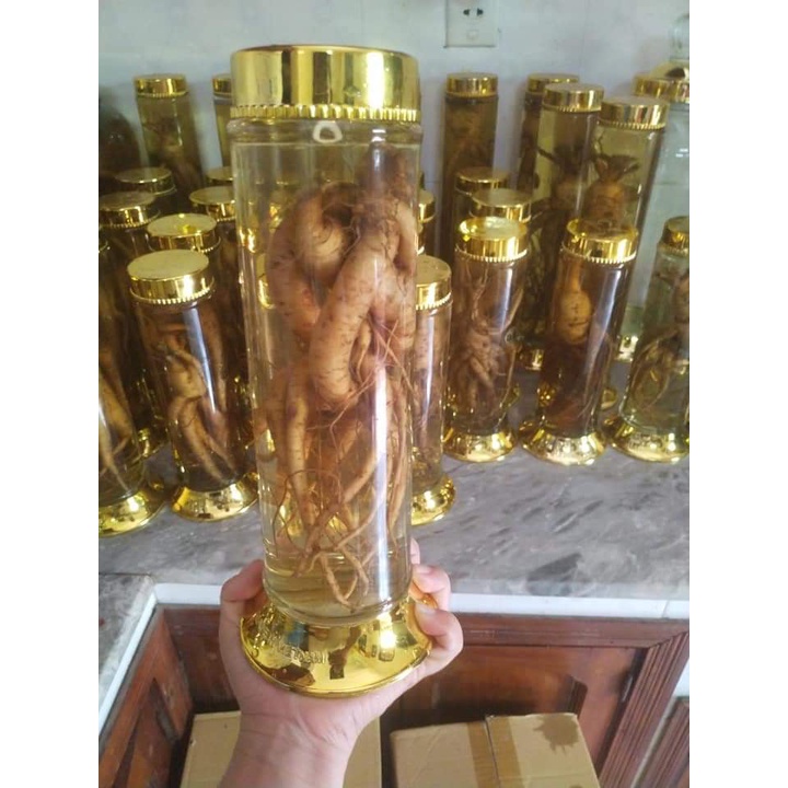 Hạt giống nhân sâm bố chính - Gói 50 hạt ( Tặng gói kích thích hạt nảy mầm )