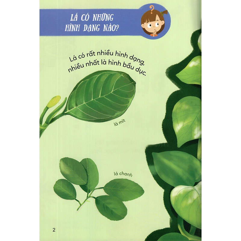 Sách Bé Khám Phá Thế Giới Thực Vật - Đẹp Quá Lá Ơi!