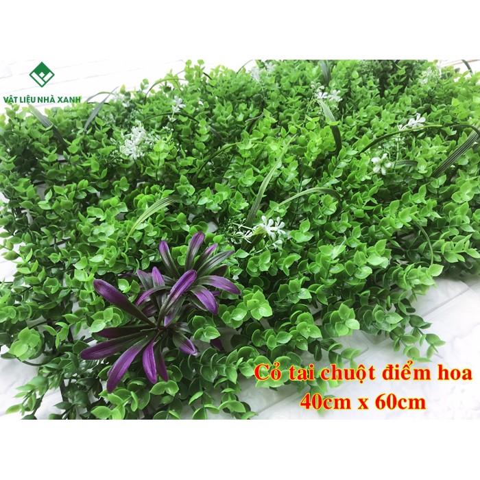 Cỏ tai chuột điểm hoa C2 giá rẻ