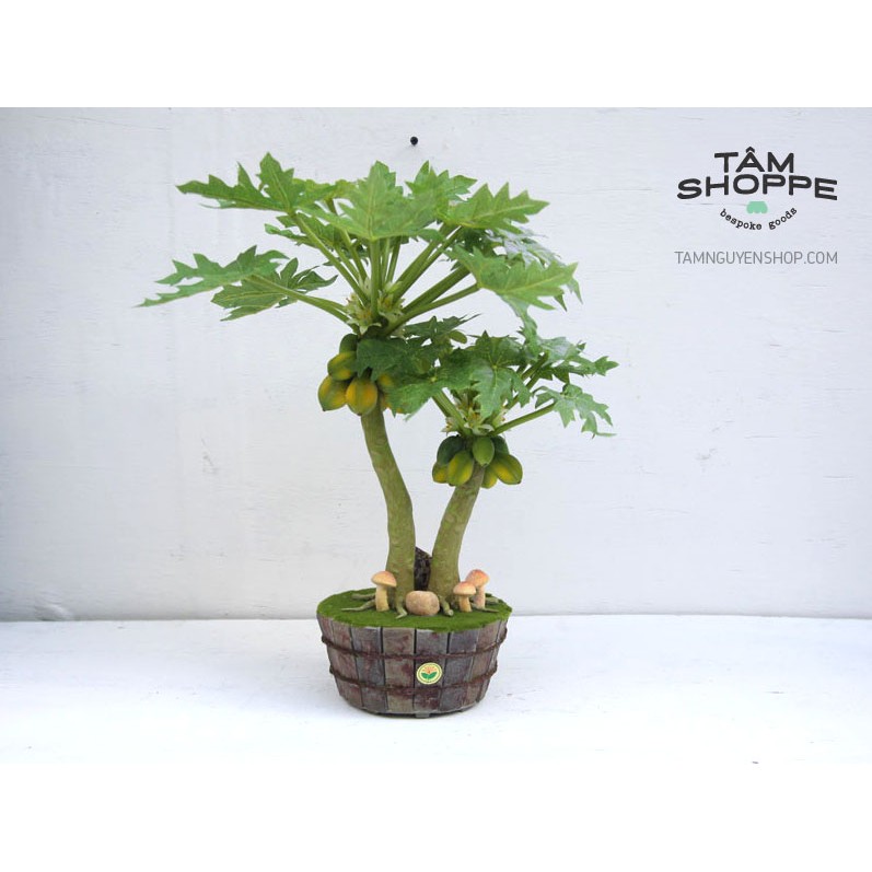 Chậu cây đu đủ để bàn lớn TAN