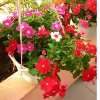 HẠT GIỐNG HOA DỪA CẠN MIX ( 50 hạt )