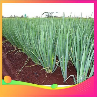 Hạt giống hành lá - 5 gram hạt vietgar