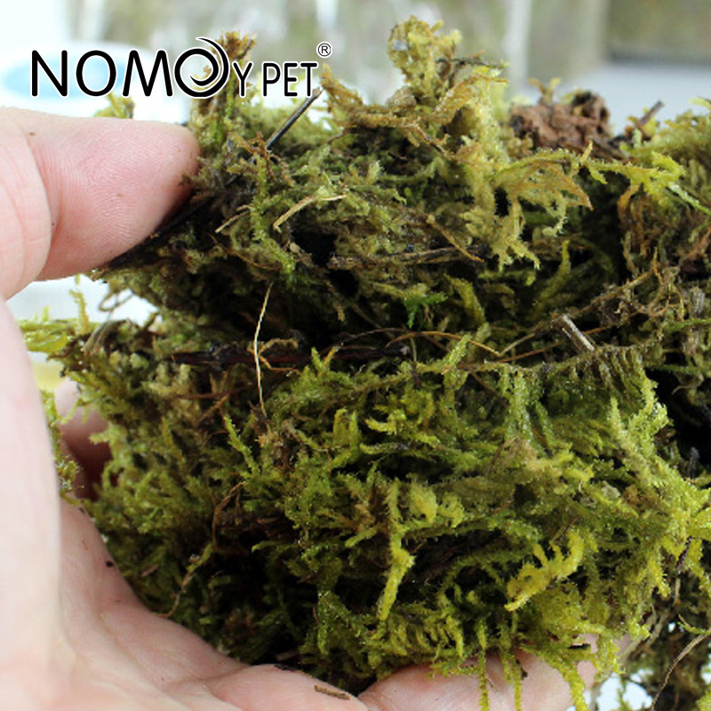 Rêu tự nhiên dùng cho bò sát, ếch nhái