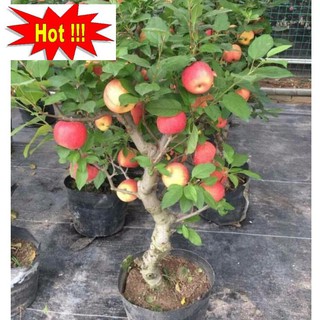 Hạt giống Táo Đỏ Lùn (15 hạt)