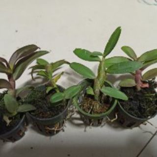 Hoa lan phi điệp Nù Tali 68 giống