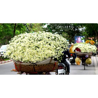 100h - Hạt Giống Hoa Cúc Họa Mi (Cúc Chi Trắng)