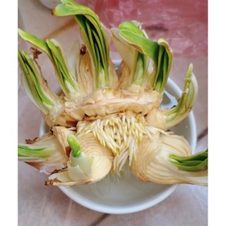Củ hoa thủy tiên