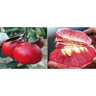 Cây giống buoi đỏ