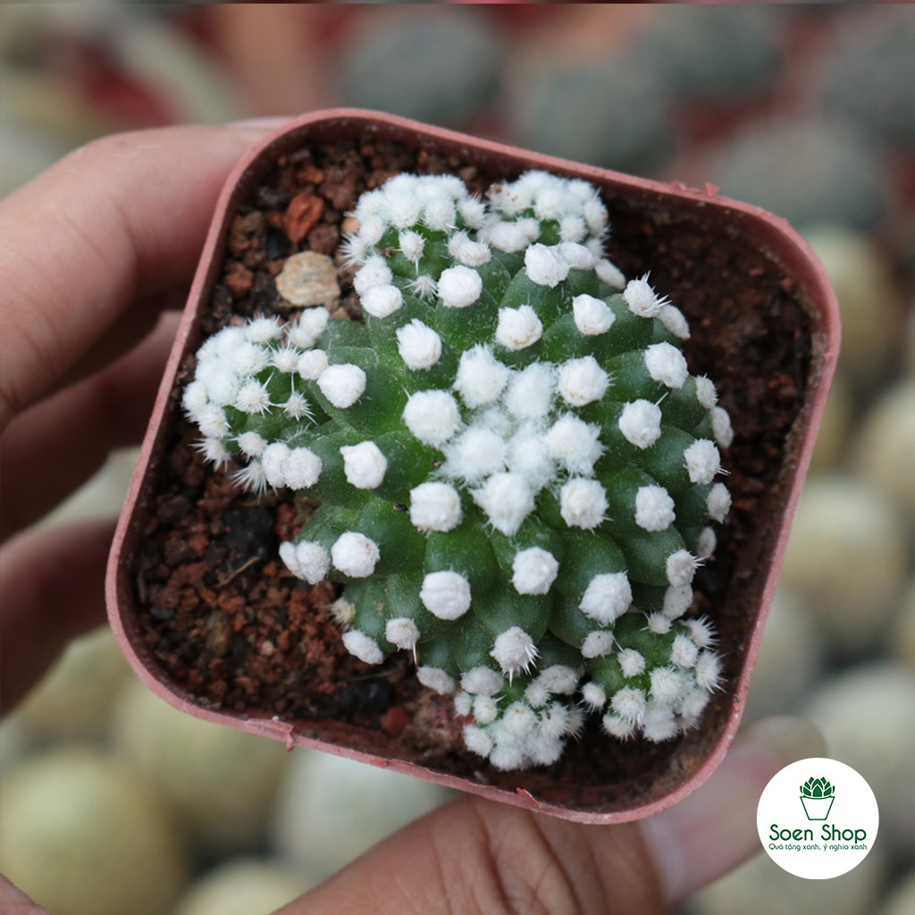 Xương rồnng Asuka - Succulents Asuka - Sẵn chậu nhựa