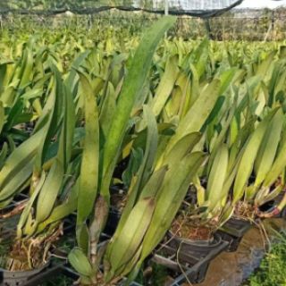 Lan Cattleya Nhật Thịnh hàng thuần sắp mèo
