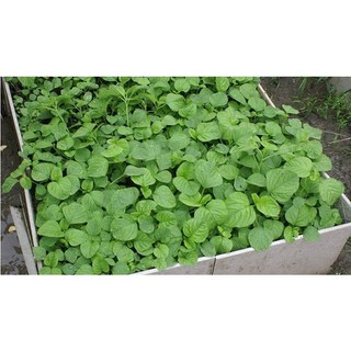 Hạt giống rau dền cơm