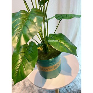 Cây hồng môn giả cao 80cm