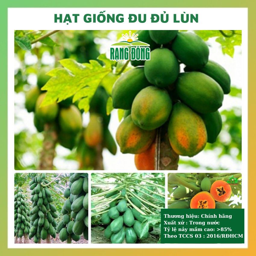 Hạt giống đu đủ giống lùn - rau củ quả trồng chậu, sân vườn chịu nhiệt 4 mùa tỉ lệ nảy mầm cao 5 hạt F1 Vĩnh Lộc