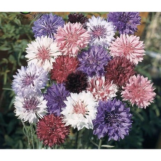 Hạt giống hoa cúc Strain Cornflowe mix -S53-2