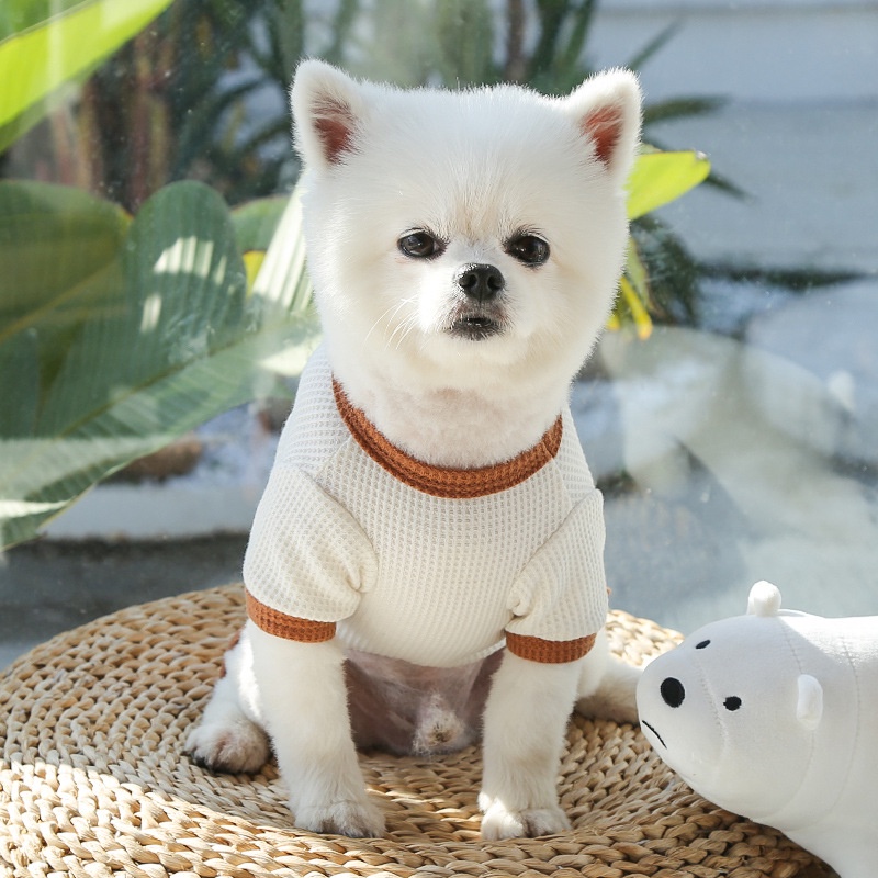 Đầm Thun Thoáng Khí In Họa Tiết Chú Gấu Dễ Thương Thời Trang Mùa Hè Cho Thú Cưng