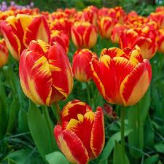 Củ hoa tulip màu vàng viền đỏ nhập khẩu hà lan