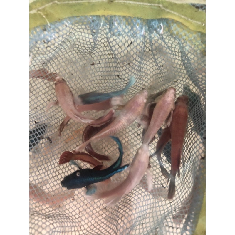 BETTA COMBO 9 BÉ THUỶ SINH