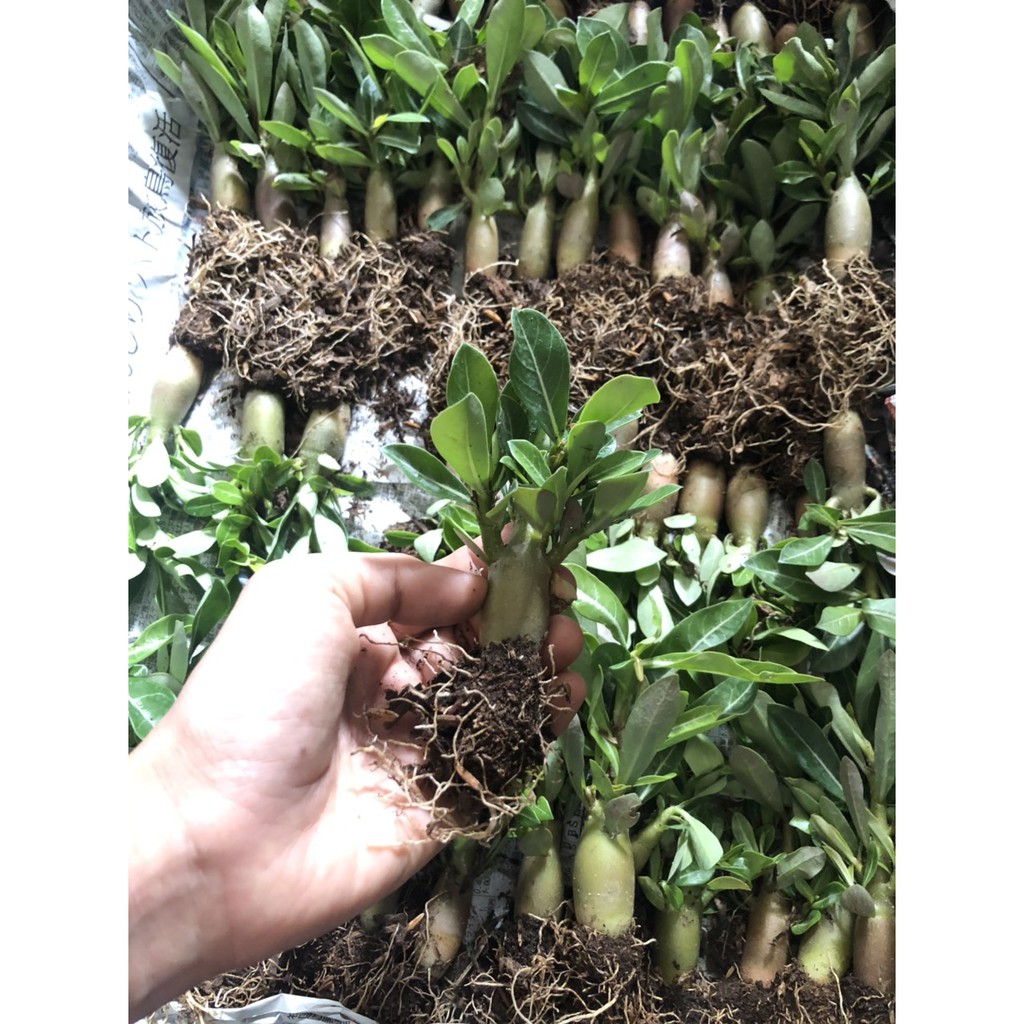 Combo 3 Cây giống sứ Kim Tự Tháp sắp hoa - Cây nguyên bản gieo từ hạt nhập Thái, trồng khoảng 3 tháng bắt đầu cho hoa