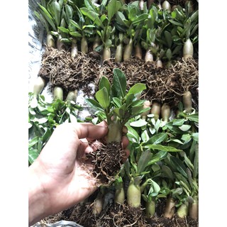 Combo 3 Cây giống sứ Kim Tự Tháp sắp hoa - Cây nguyên bản gieo từ hạt nhập Thái, trồng khoảng 3 tháng bắt đầu cho hoa