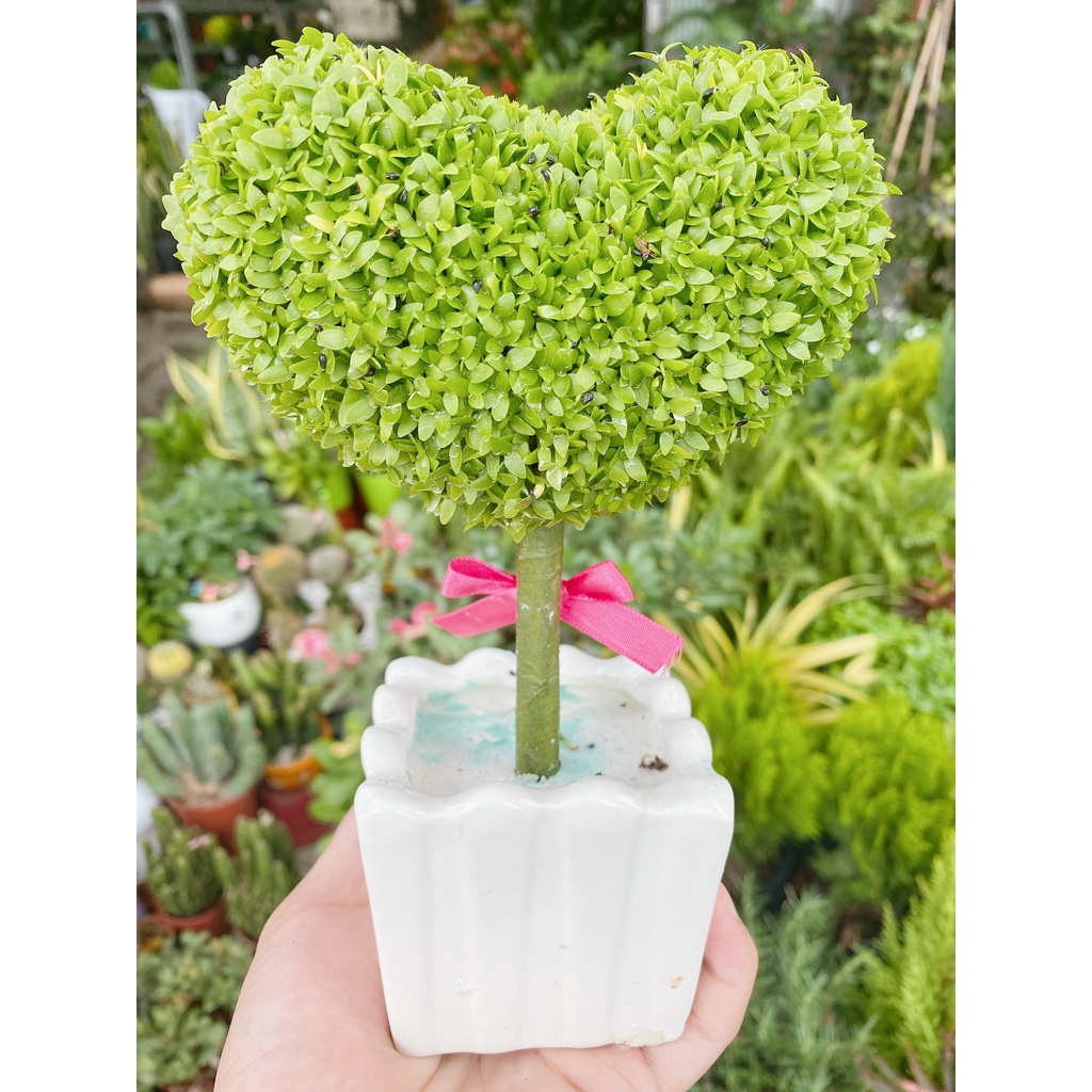 SHOP 1K - 1 gram Hạt thanh long cỏ may mắn(nảy mầm 100%)
