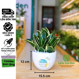 [ Quà Tặng Kèm ] Cây lưỡi hổ thái viền vàng