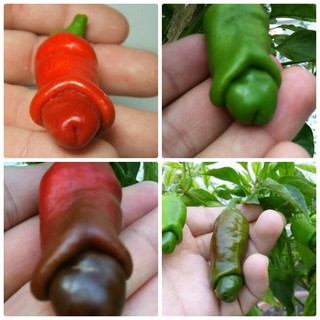 3 HẠT GIỐNG ỚT PETER CU TÝ - RẺ VÔ ĐỊCH