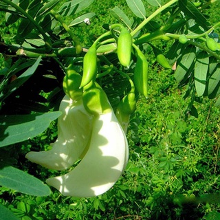 Hạt giống so đũa, đóng gói 2gr