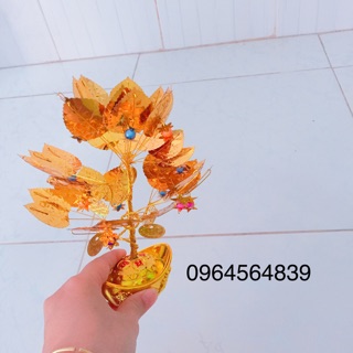 Cây cành vàng lá ngọc số 2