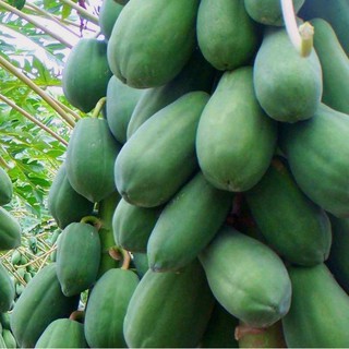 Hạt giống đu đủ lùn