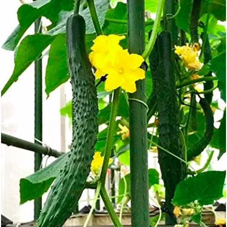 Gói 20 hạt giống dưa chuột kiếm tự thụ phấn - Trang Flowers